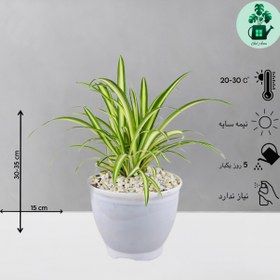 تصویر گندمی 