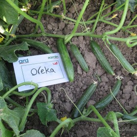 تصویر بذر خیار اورکا کلوز فرانسه 2500 عددی Clouse Cucumber Oreka Seed Num 2500 Seeds