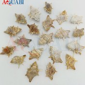 تصویر صدف دریایی خاردار کلکسیونی (پک 20 عددی) 