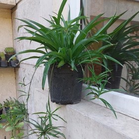 تصویر گیاه گندمی سبز سایز بزرگ (spiderplant) 