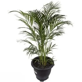 تصویر گیاه اریکا پر بوته 