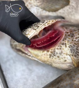 تصویر هامور صادراتی Epinephelus coioides