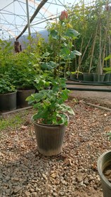 تصویر گلدان رز هلندی قرمز 