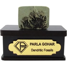 تصویر سنگ شجر فسیلی (دندریتی ) کد 2205 