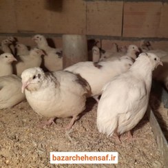 تصویر گوشت بلدرچین 