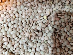 تصویر عدس سفید 
