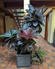 تصویر گیاه کروتون 