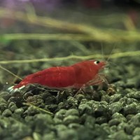 تصویر شریمپ میگو رد کینگ کنگ Shrimp Red King Kong 