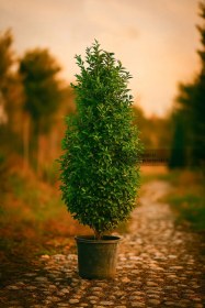 تصویر درختچه یاس هلندی 