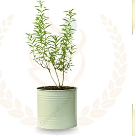 تصویر به لیمو 