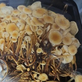 تصویر قارچ انوکی خشک شده Dried enoki mushrooms