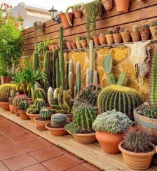 تصویر کاکتوس مناسب برای دکوراسیون تراس‌های بزرگ 