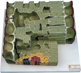 تصویر مولاژ برگI | دو لپه 