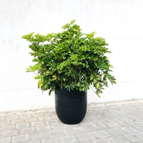 تصویر شفلرا کد S185 