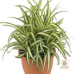 تصویر گل گندمی یا سجافی | کد: ZNB-1616 