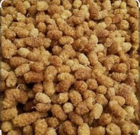 تصویر توت خشک 