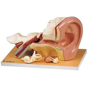 تصویر مدل گوش انسان 4 تکه 
