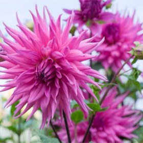 تصویر بذر کوکب کاکتوس 10 عددی 