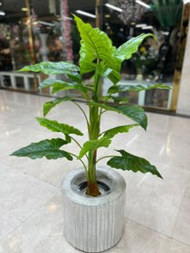 تصویر درختچه باباآدم مصنوعی 