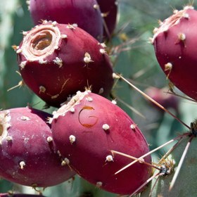 تصویر کاکتوس اپونیا 