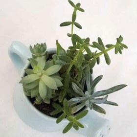 تصویر گیاه طبیعی ساکولنت میکس کد 03 | کد: ZNB-BZ9 