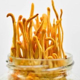 تصویر قارچ کوردیسپس 