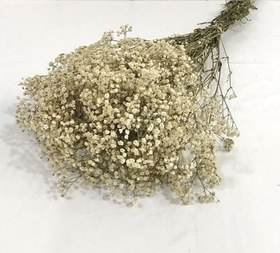 تصویر گل خشک ژیپسوفیلا 