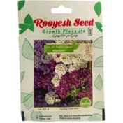 تصویر بذر گل آلیسوم مخلوط 