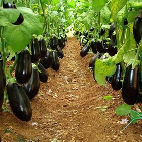 تصویر بذر بادمجان دنیز سمینیس | Eggplant Denise - Seminis 