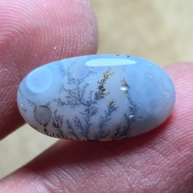 تصویر شجر قائن خاص زیبا 