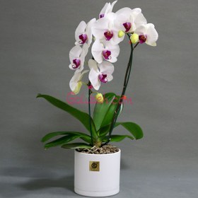 تصویر ارکیده سفید بنفش 