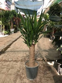 تصویر یوکا تنه دار 