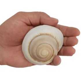 تصویر صدف مدل B28 حلزونی 