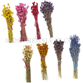 تصویر گل خشک فندقی 