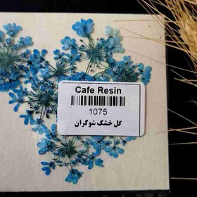 تصویر گل خشک شوکران آبی 