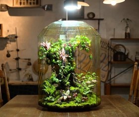 تصویر تراریوم مناسب محل کار 