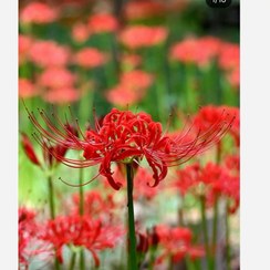 تصویر پیاز گل لیلی عنکبوتی Lycoris
