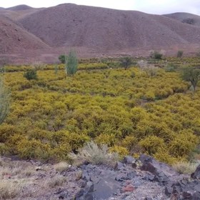 تصویر عسل طبیعی زرشک مناوند کالا 