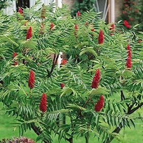 تصویر بذر سماق زینتی 10 عددی 