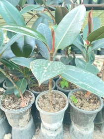 تصویر فیکوس Ficus