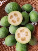 تصویر نهال فوجیا پیوندی ۳ ساله Feijoa plant