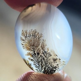 تصویر شجر قائن سوزنی 