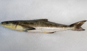 تصویر ماهی سوکلا 