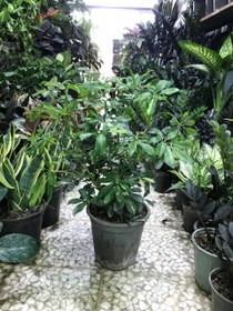 تصویر شفلرا 