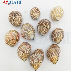 تصویر صدف دریایی پلنگی (پک 10 عددی) 