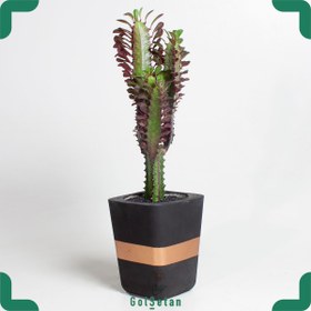 تصویر افوربیا قرمز در گلدان بتن 