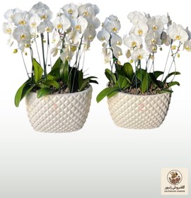 تصویر مجموعه ارکیده سفید | کد: ZNB-EZD 
