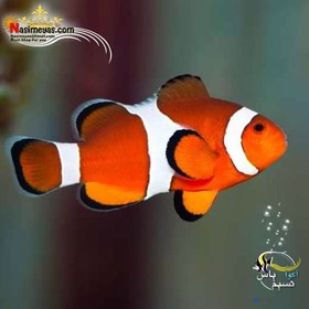 تصویر دلقک ماهی اسلاریس Ocellaris 