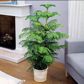 تصویر بذر کاج مطبق هتروفیلا 