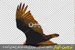 تصویر پرنده شکاری در حال حمله به طعمه 